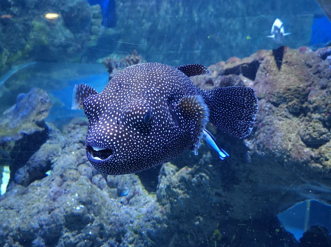 Tynemouth Aquarium-泰恩茅斯必去景点
