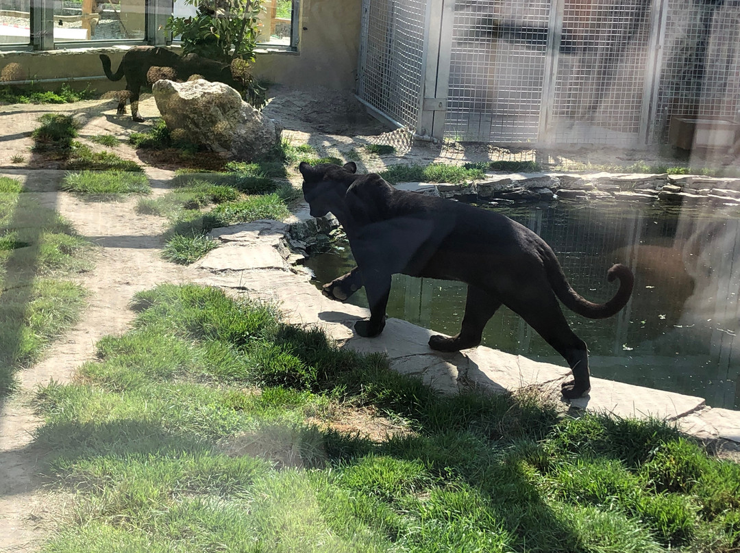 Malkia Park- Big Cats Rescue-Orechova Poton必去景点