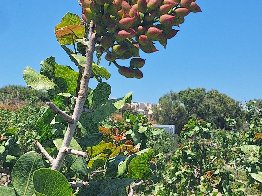 Nomikos Estate Santorini-Vothonas必去景点