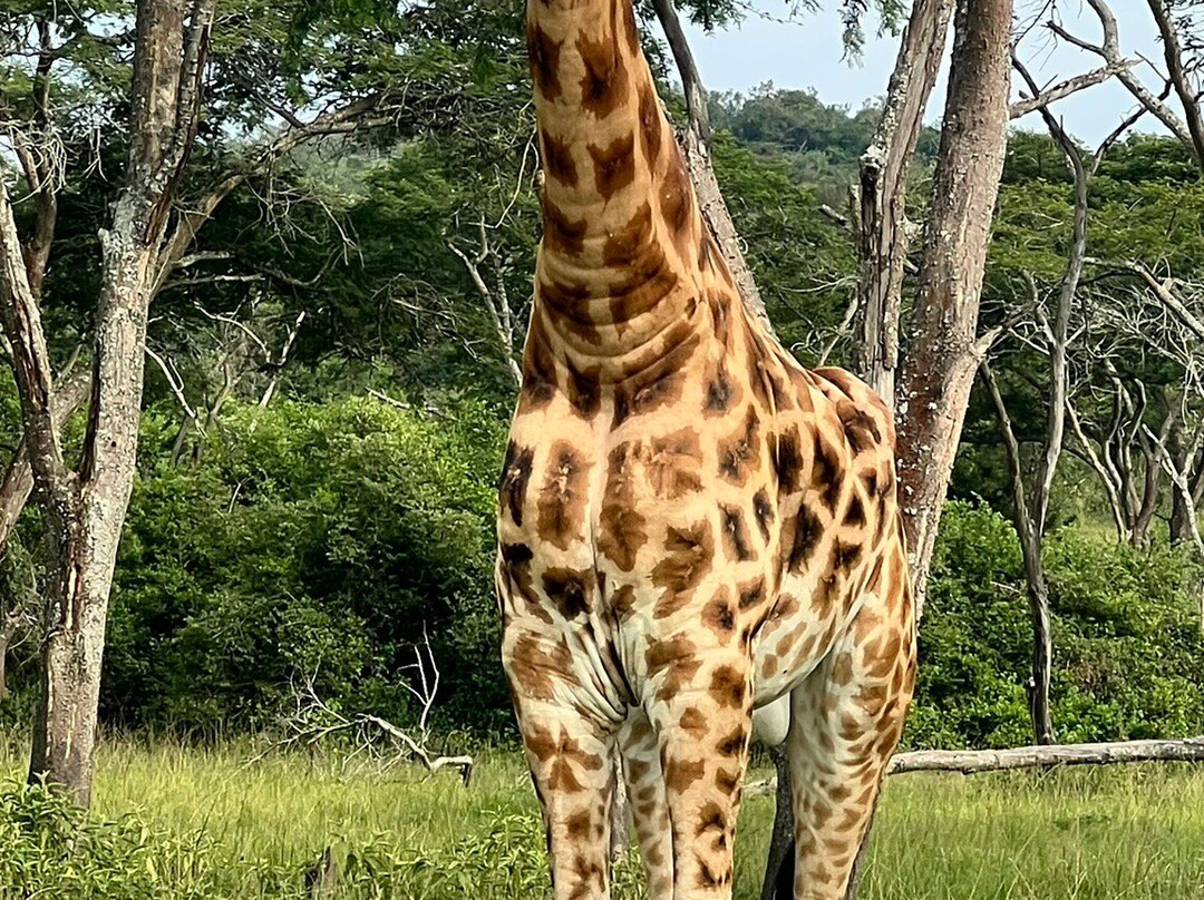 Chigo Tours Africa-坎帕拉必去景点