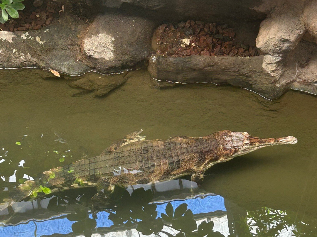 La Ferme Aux Crocodiles-Pierrelatte必去景点