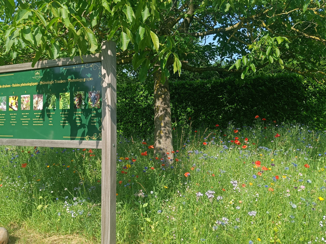Wijnsafari in Hageland (Bekkevoort)-Bekkevoort必去景点