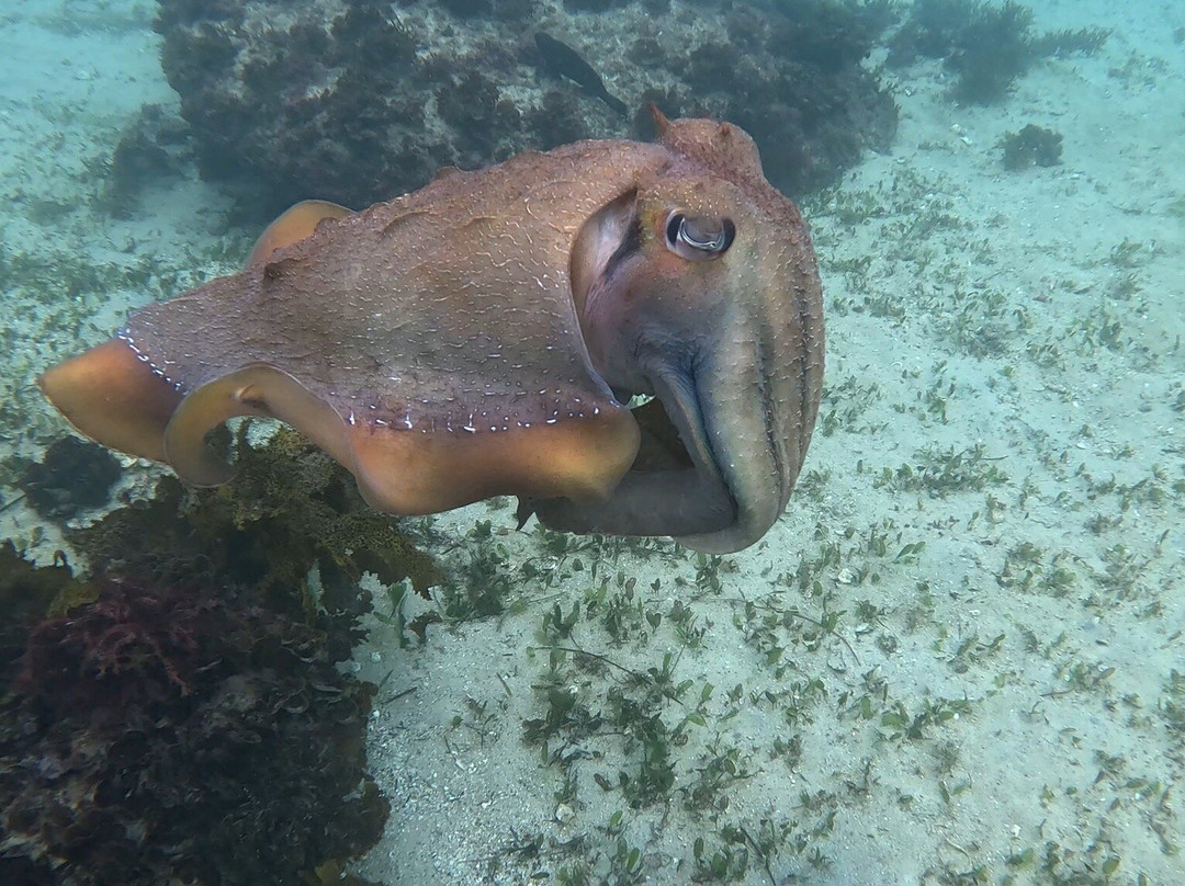 Dive Centre Manly-曼利议会必去景点