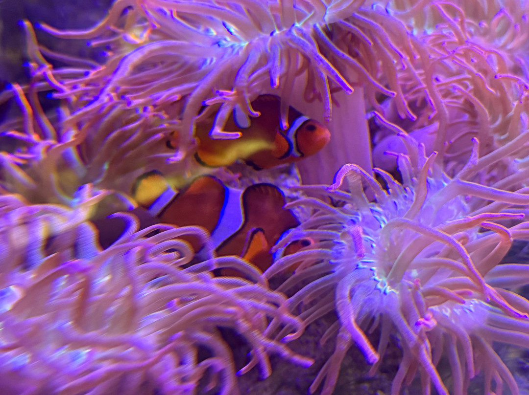 Lake District Coast Aquarium-Maryport必去景点