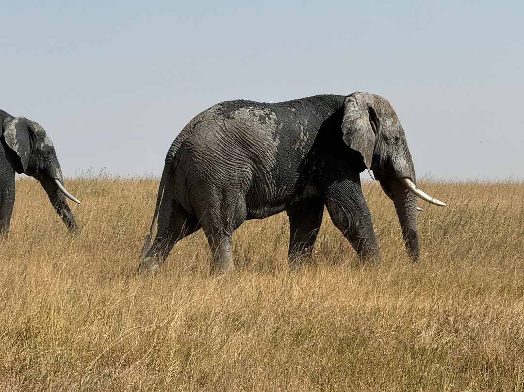 Zara Tanzania Adventures-莫西必去景点