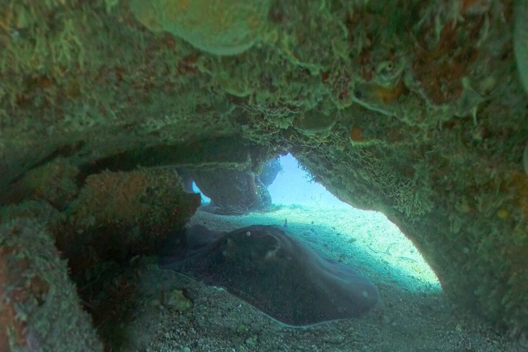 Archimede Diving Center Djerba-米栋必去景点