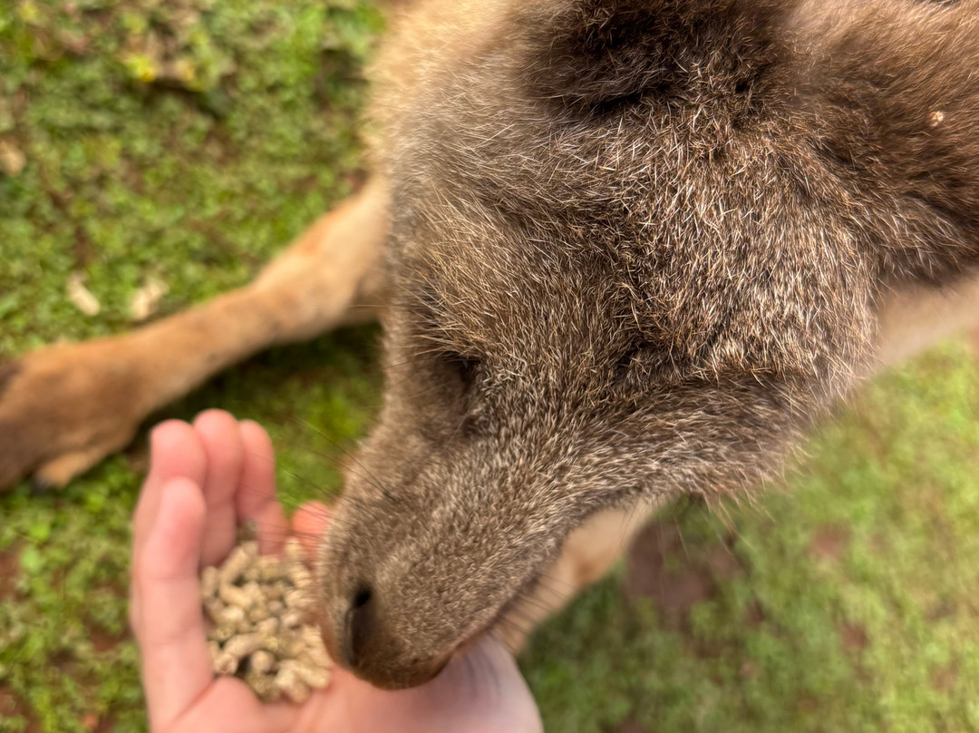 Cooberrie Park Wildlife Sanctuary-Yeppoon必去景点