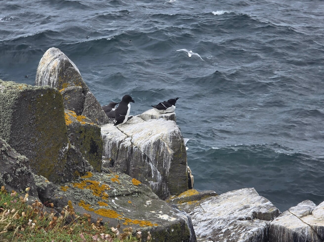 Isle Of May Boat Trips-Anstruther必去景点