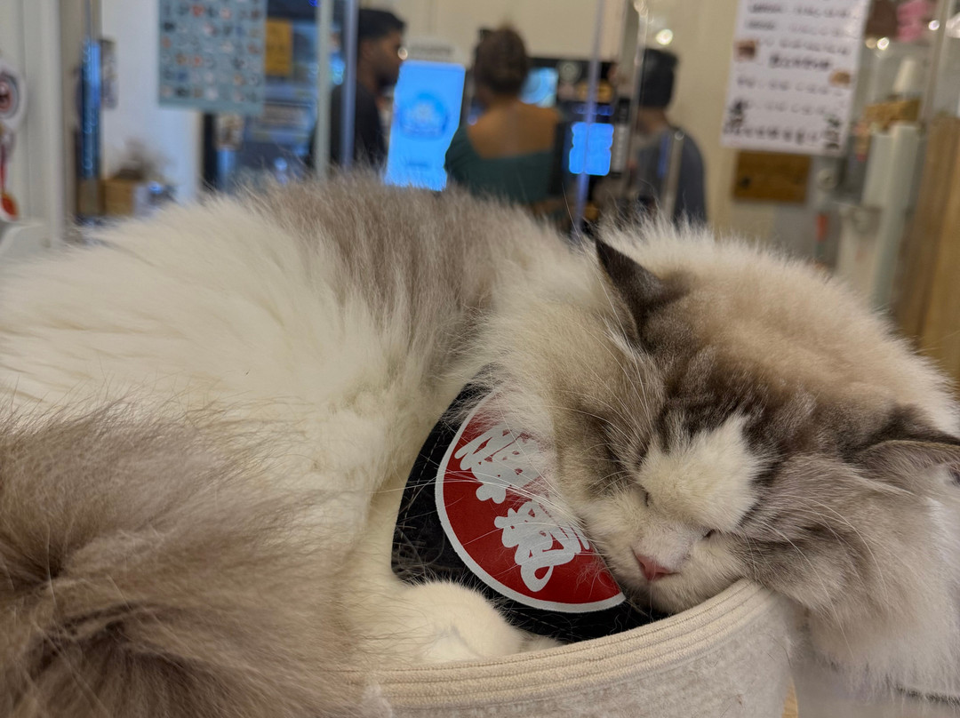 猫之茶房-香港必去景点