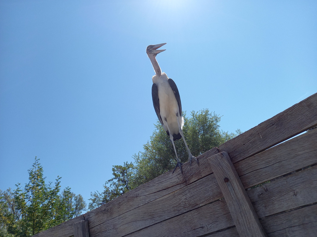 Parc Des Oiseaux-Villars-les-Dombes必去景点