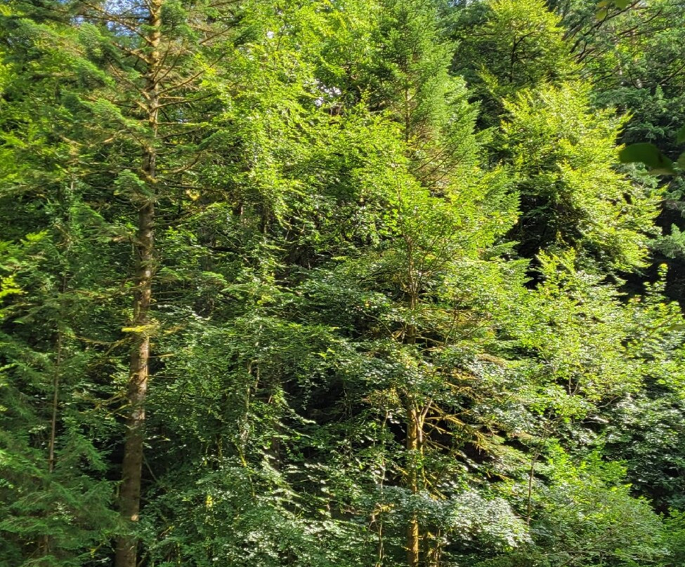 The Hermitage-Dunkeld必去景点