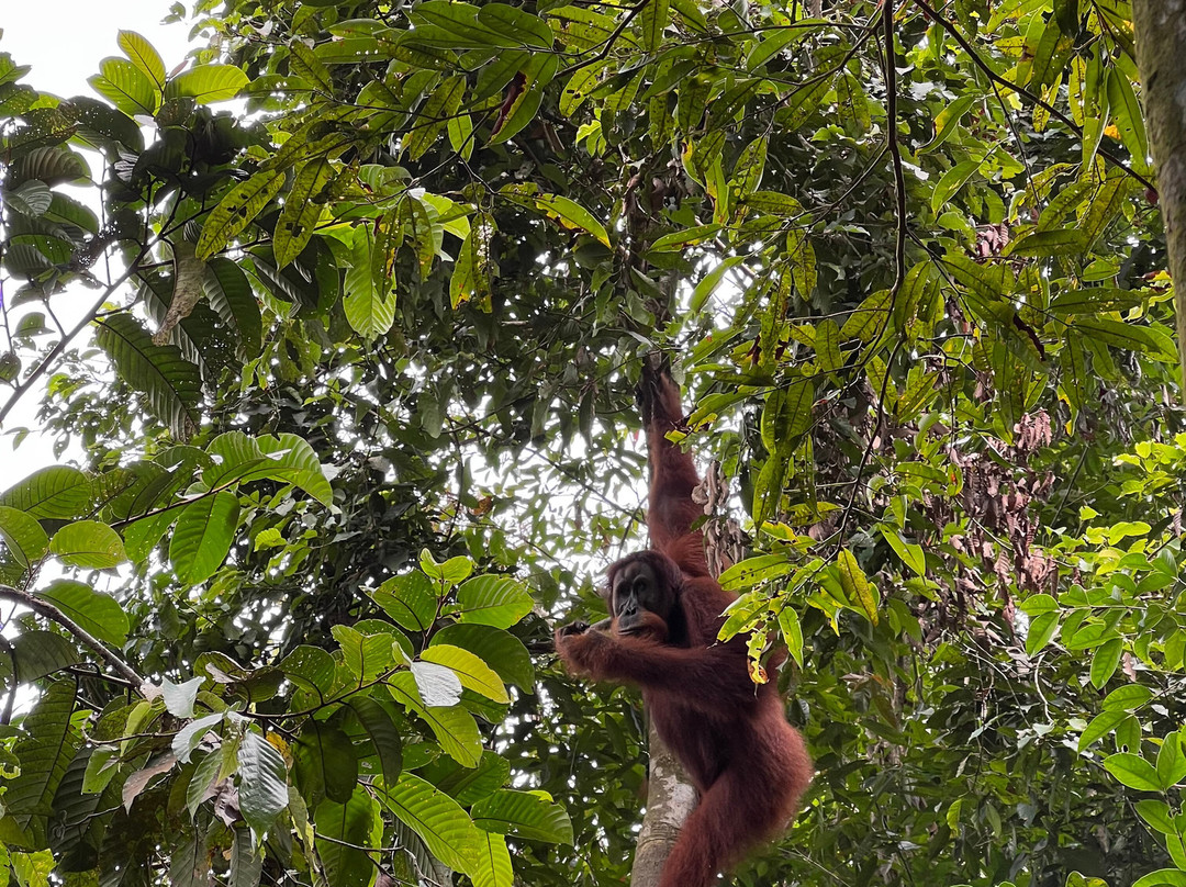 Bukit Lawang Trekking-武吉拉旺必去景点