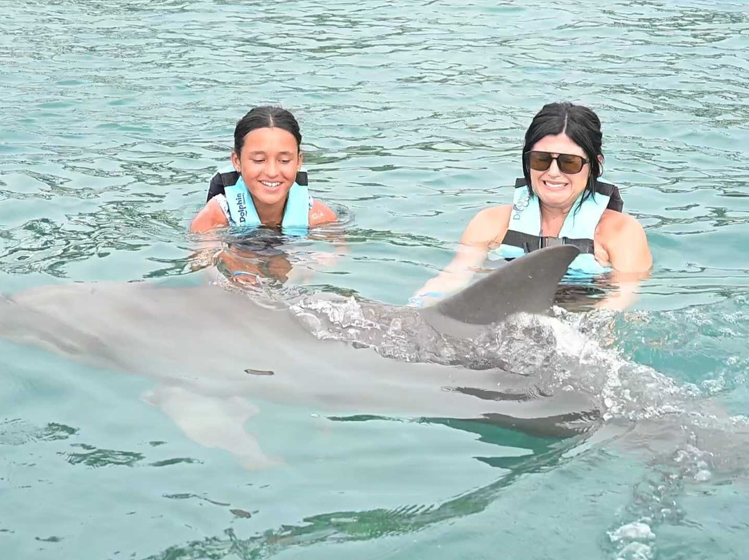 Dolphin Discovery Grand Cayman-西湾必去景点