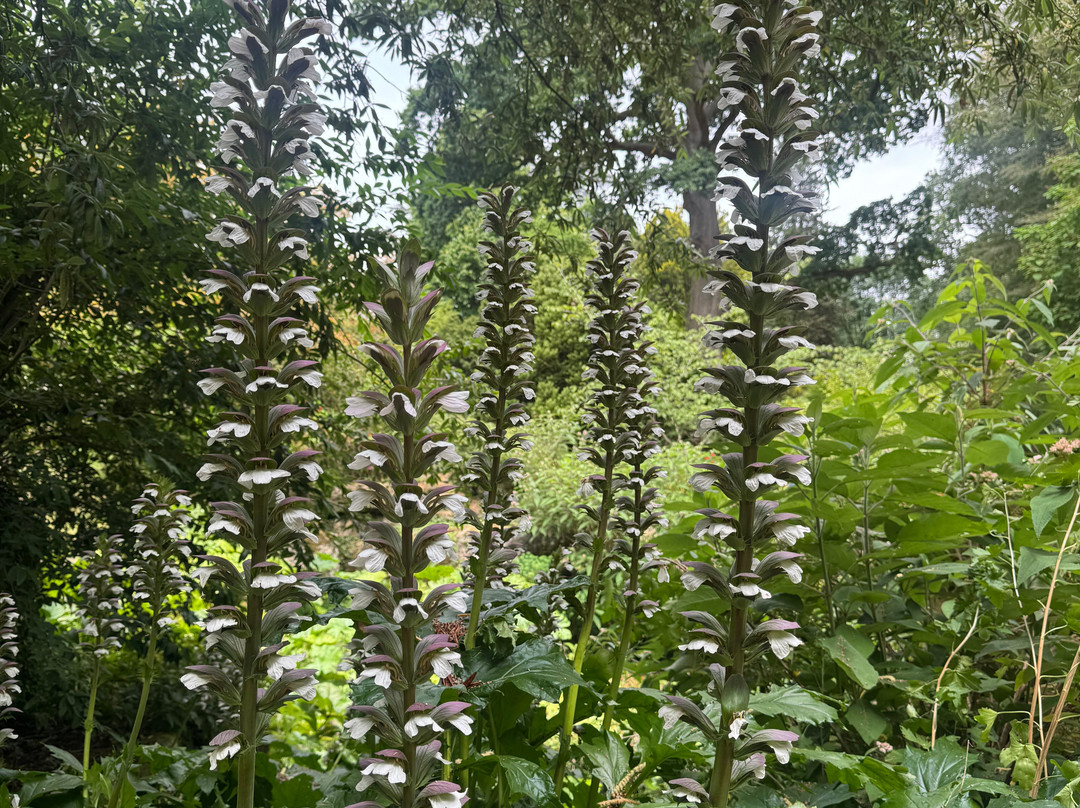 Batsford Arboretum-莫顿因马什必去景点