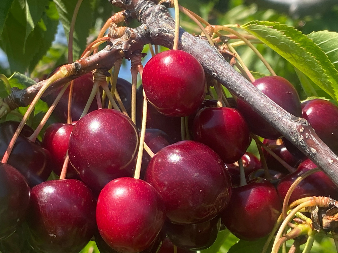 Stoddard Orchards-Bigfork必去景点