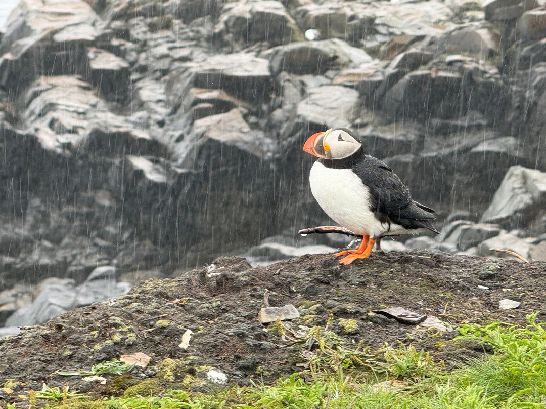 The Elliston Puffin Site-Elliston必去景点