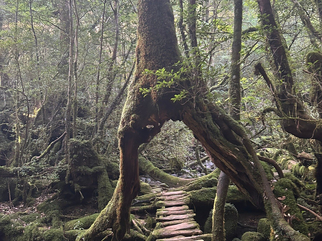 白谷云水峡-屋久岛町必去景点