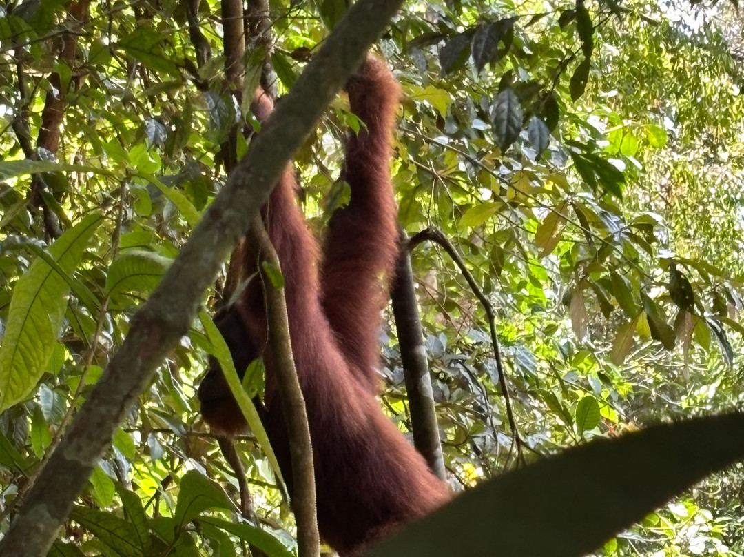 Sumatra Orangutan Explore-武吉拉旺必去景点