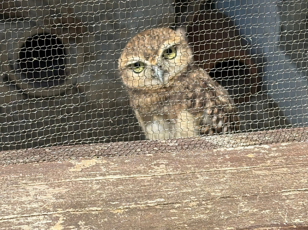 Cotswold Falconry Centre-莫顿因马什必去景点