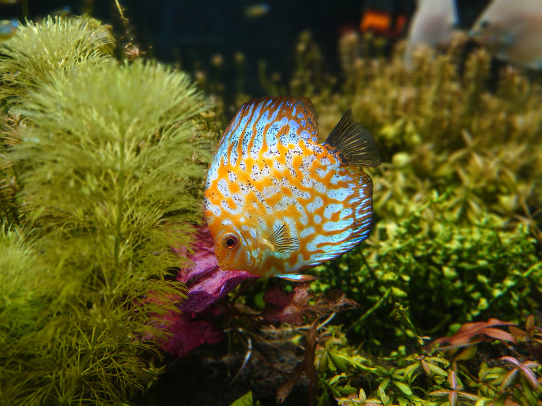 Uws Aquarium Ga Kyo