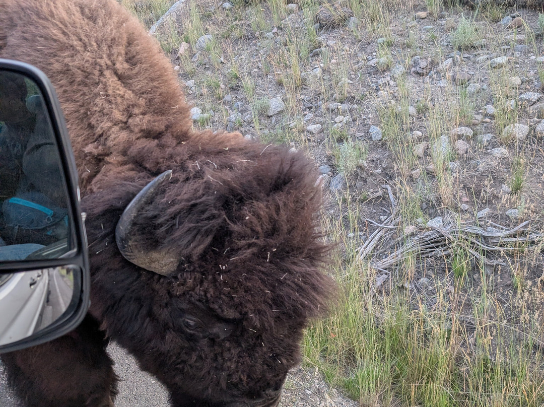 Yellowstone Wolf Tracker-加德纳必去景点
