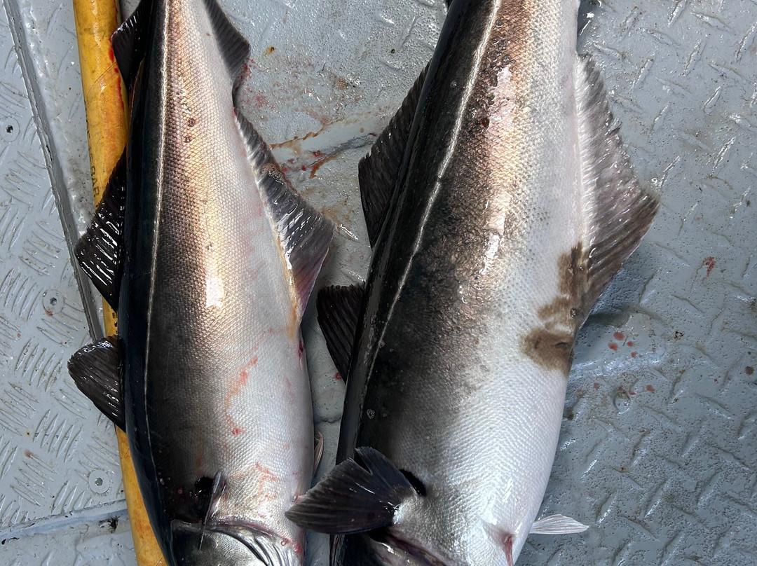 REEL Fishing And RIB Safaries-雷讷必去景点