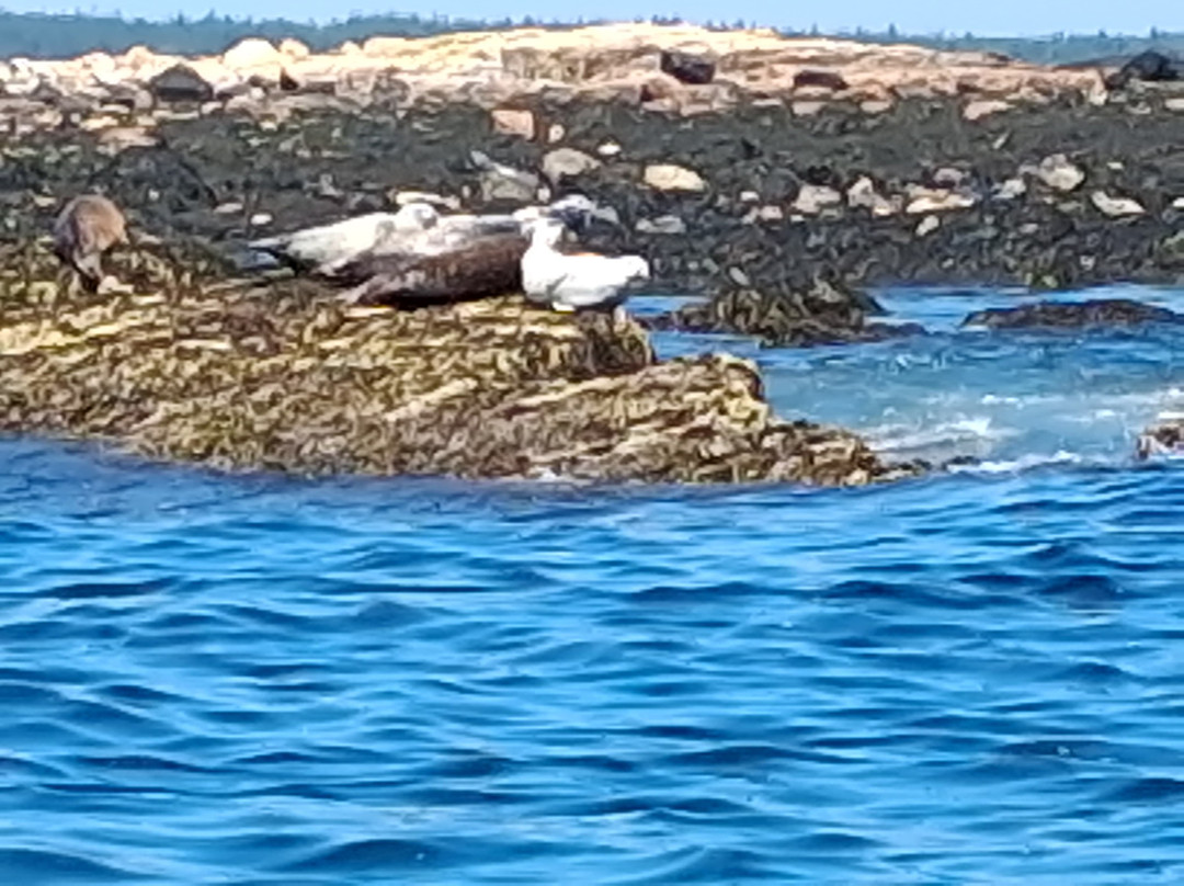 Acadia Puffin Cruise-Steuben必去景点