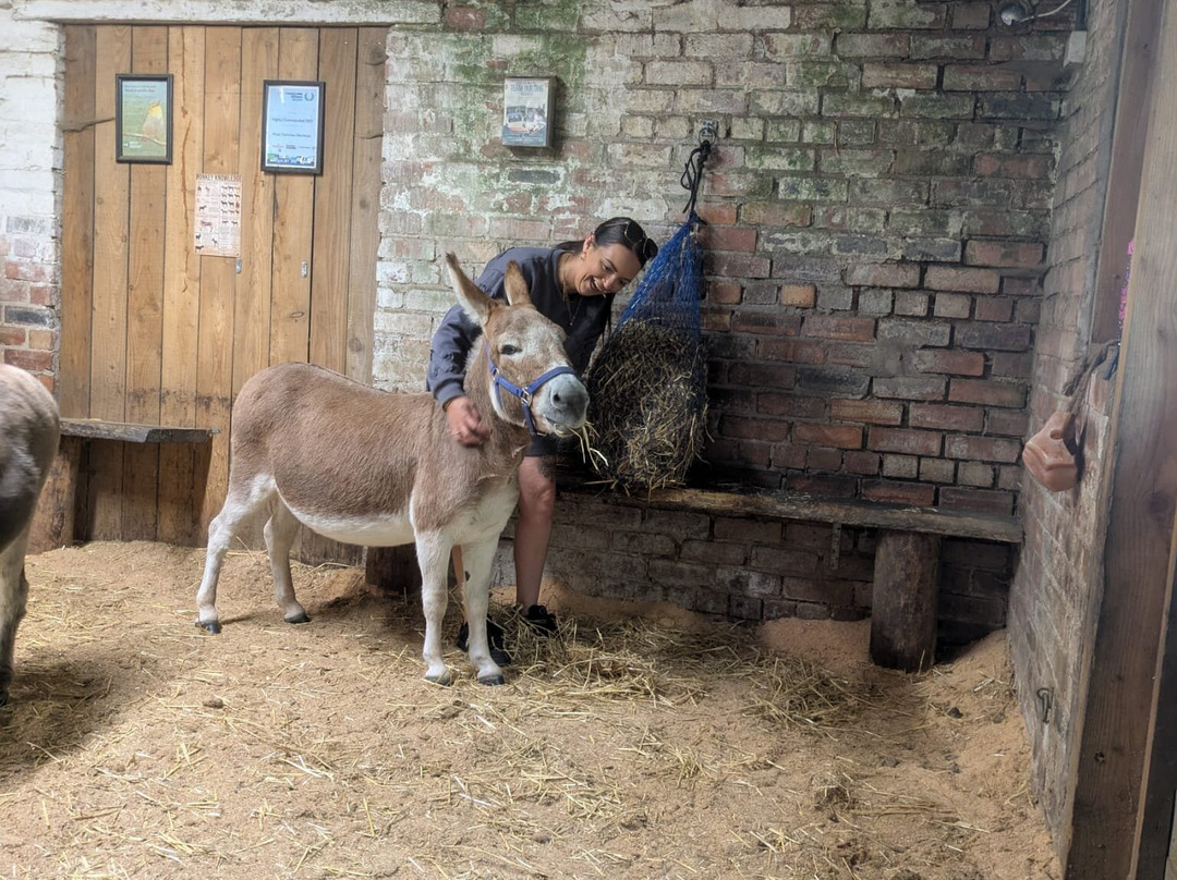Moel Famau Donkeys-Llanferres必去景点