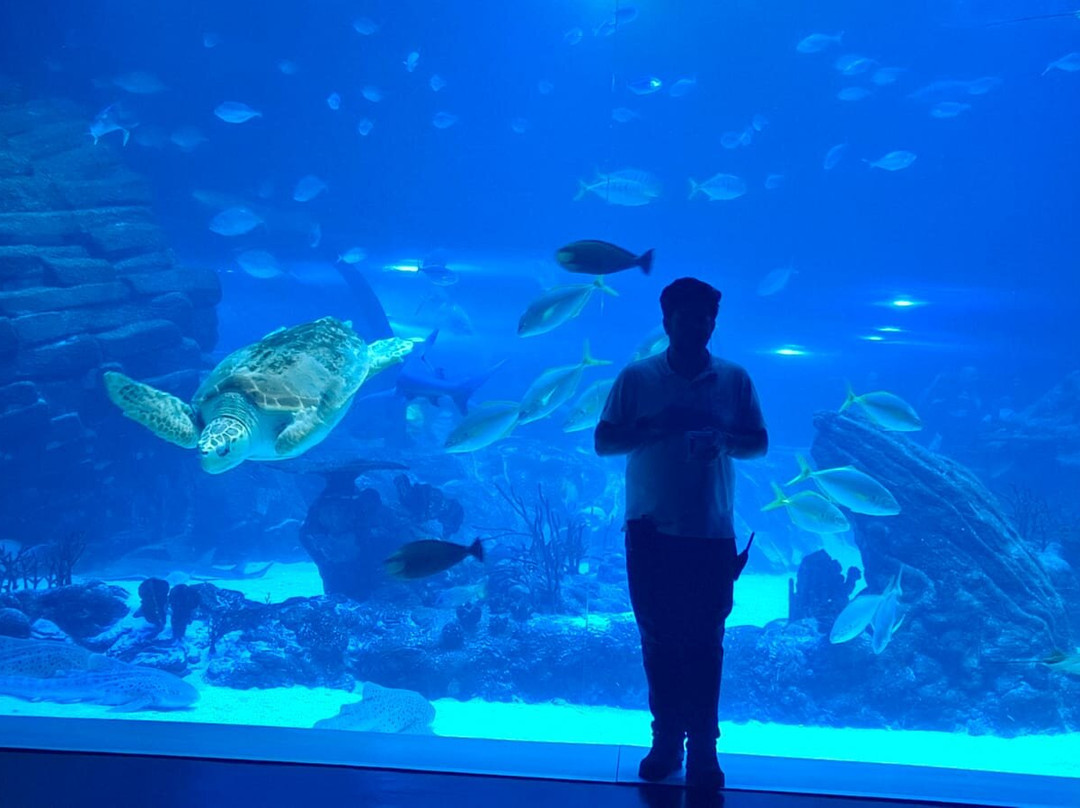 Atlantis Aquarium Madrid-阿罗约莫利诺斯必去景点