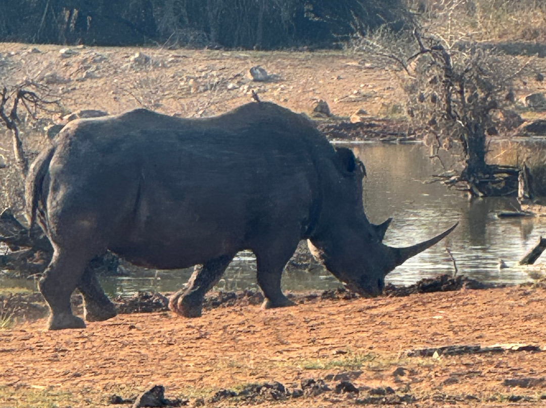 Impi Safaris-约翰内斯堡必去景点