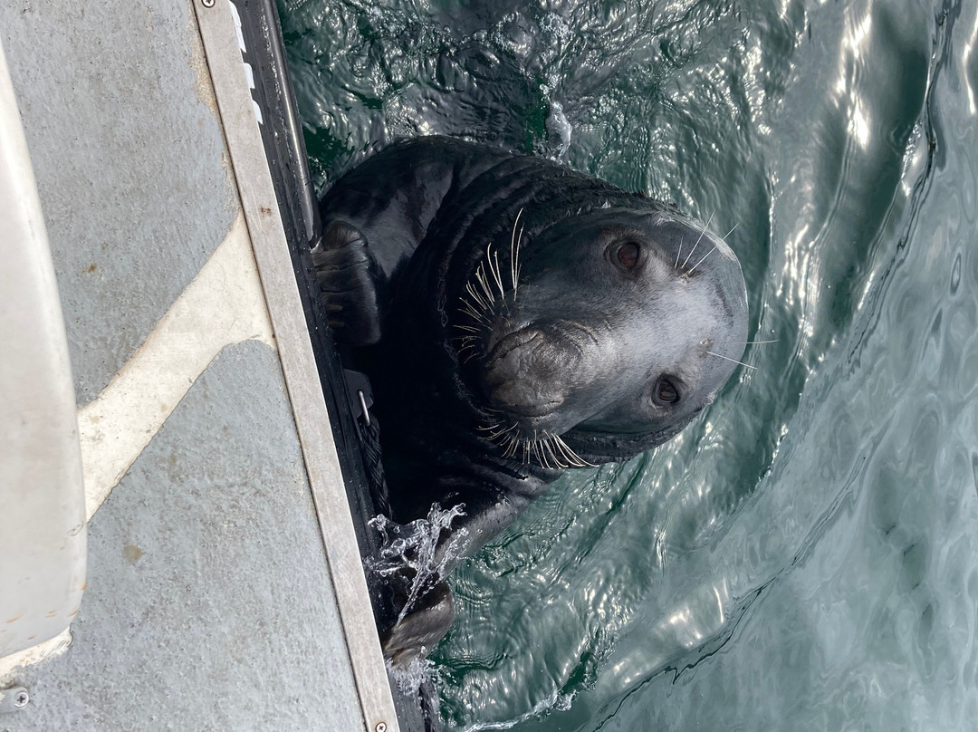 Shetland Seabird Tours - The Noss Boat-Lerwick必去景点
