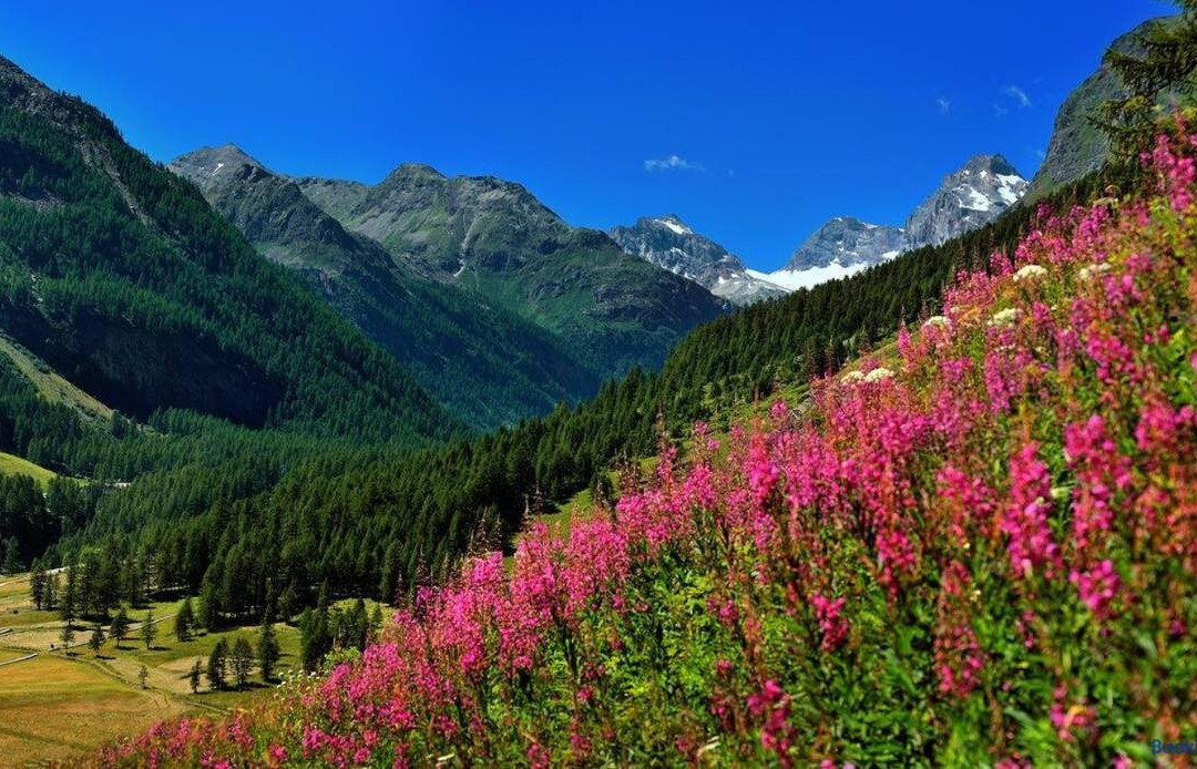 Appartamenti Edelweiss