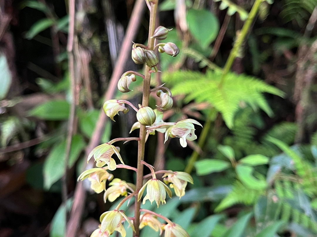 辛哈拉加森林保护区-Deniyaya必去景点