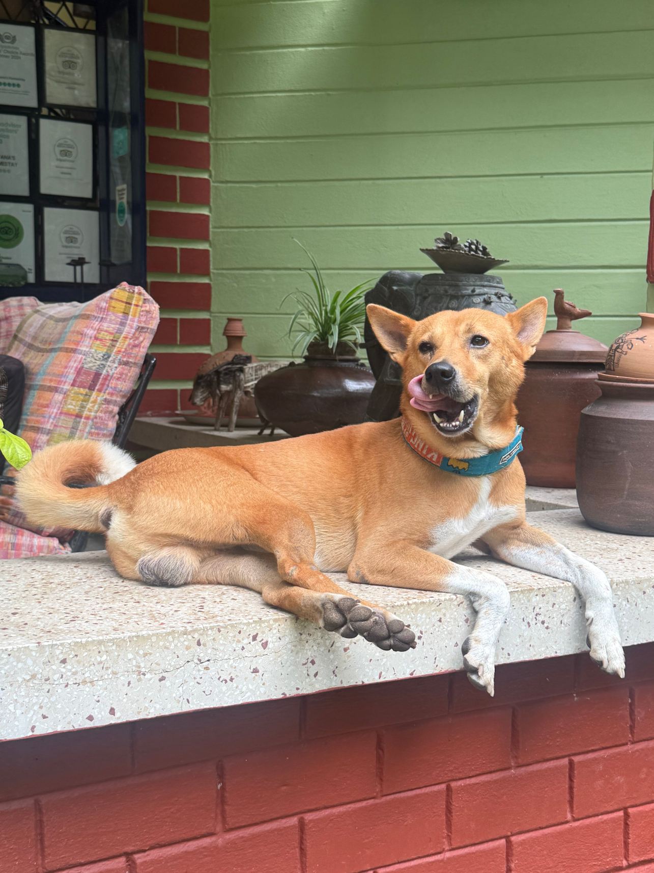 Nayana's Homestay-旅行者