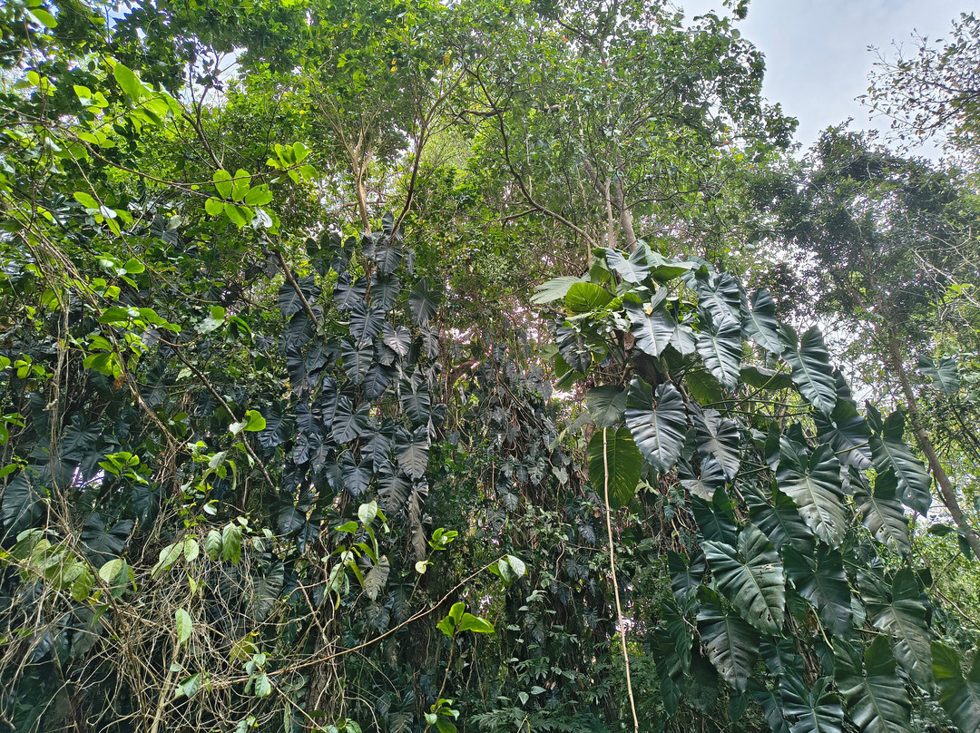 Phantasea Tropical Botanical Garden-圣 托马斯必去景点