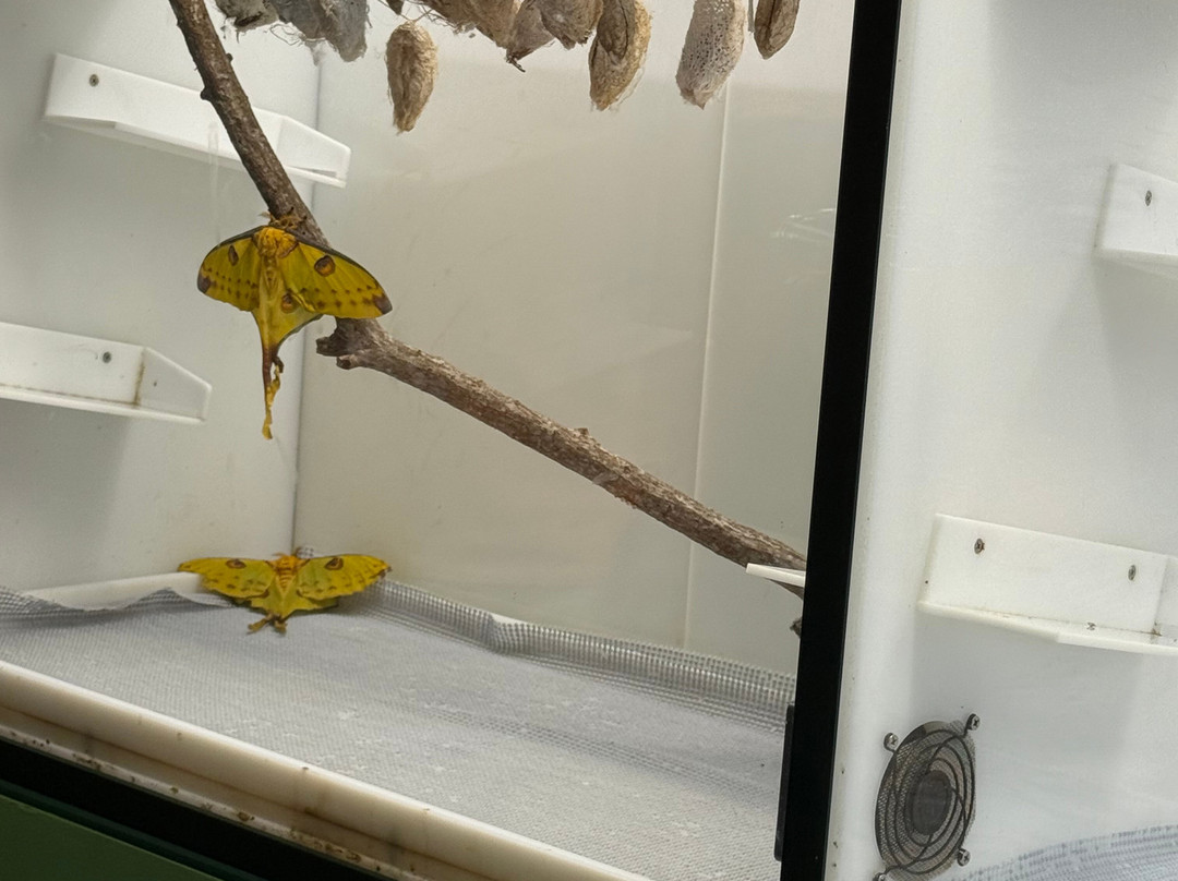 奥杜邦昆虫博物馆-新奥尔良必去景点