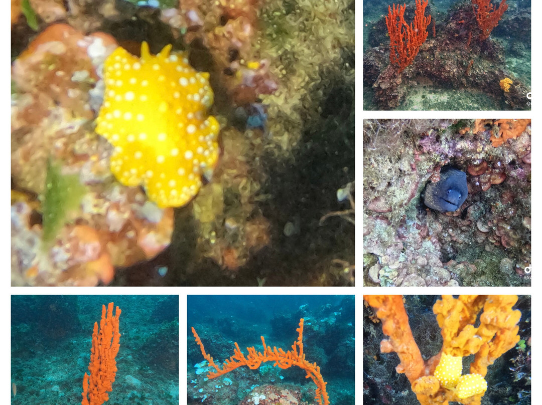 Sasa Sub Diving Center-切萨雷奥港必去景点