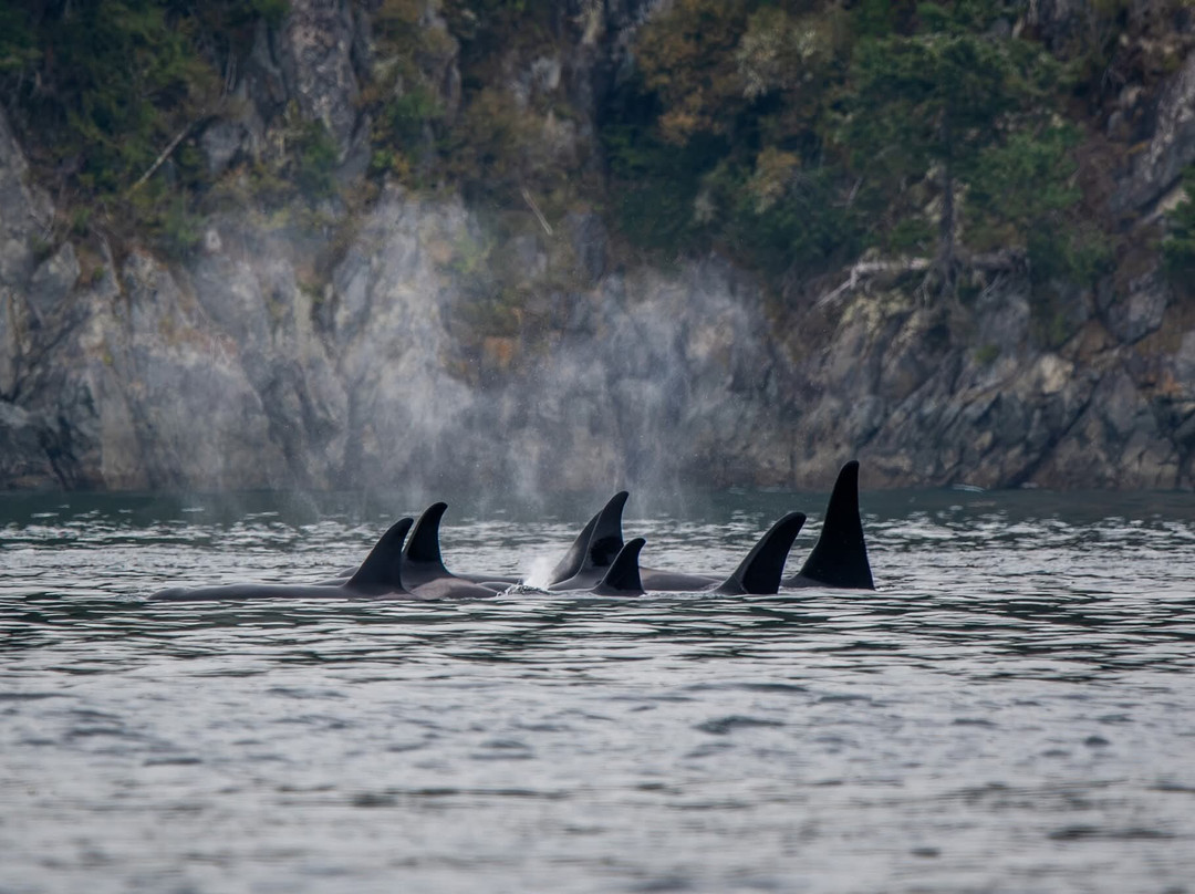 Seasmoke Whale Watching-Alert Bay必去景点