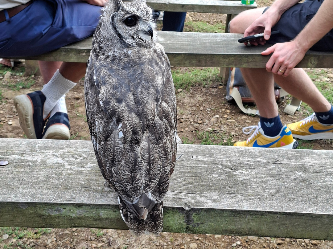 Cotswold Falconry Centre-莫顿因马什必去景点