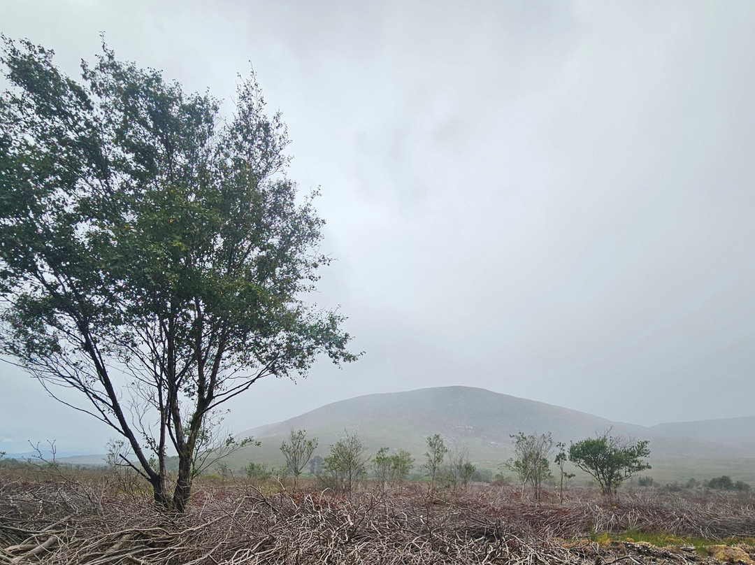 Letterkeen Loop Walk-Newport必去景点