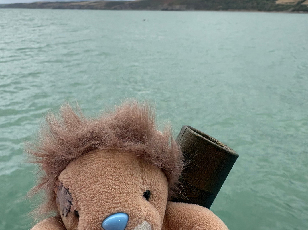 SeaMor Dolphin Watching Boat Trip-纽基必去景点