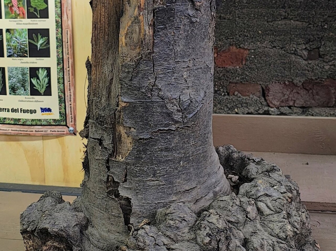 Jardin Botanico Natales-纳塔莱斯港必去景点