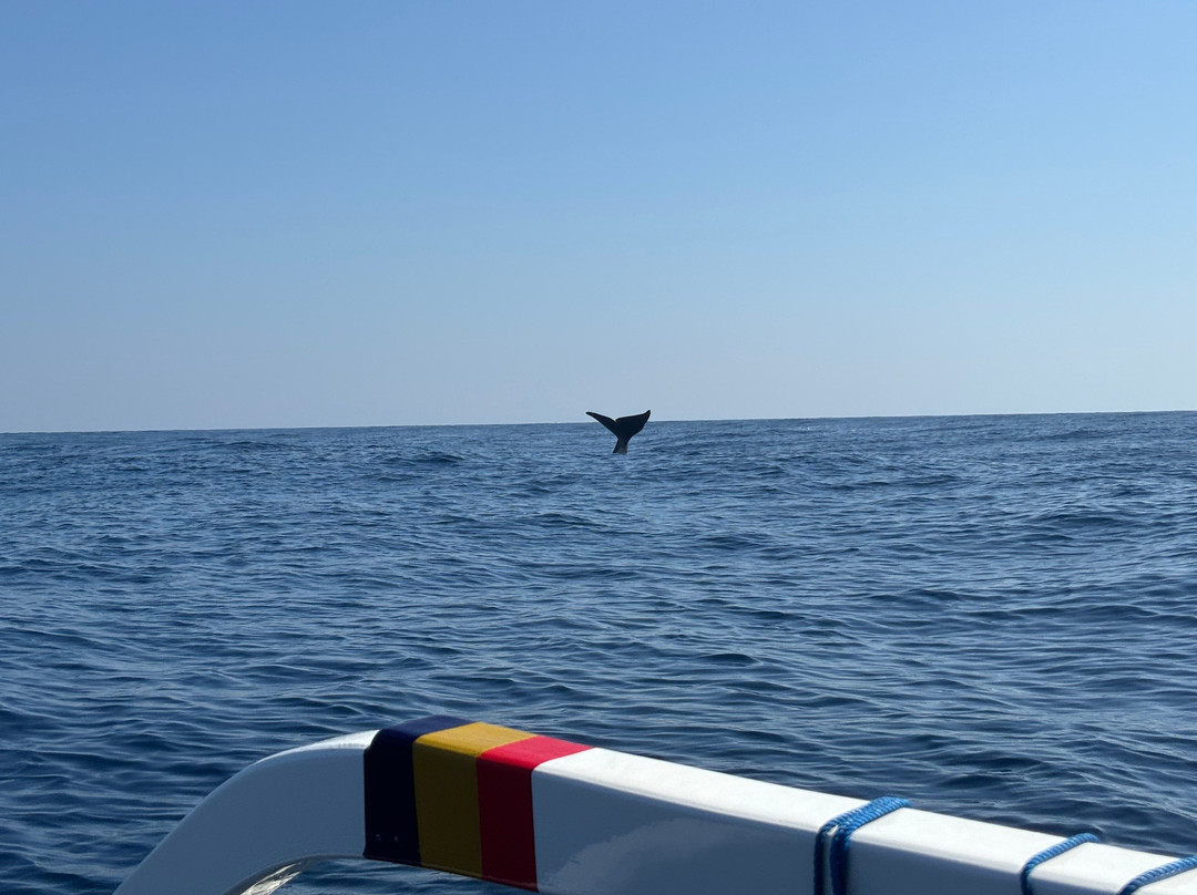 Watching Dolphin Lovina With Budi-Anturan必去景点