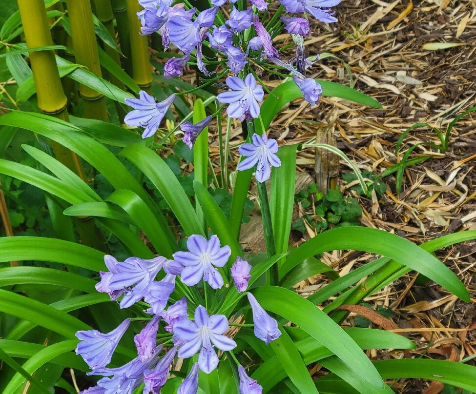 Terra Nova Garden-Kilmallock必去景点
