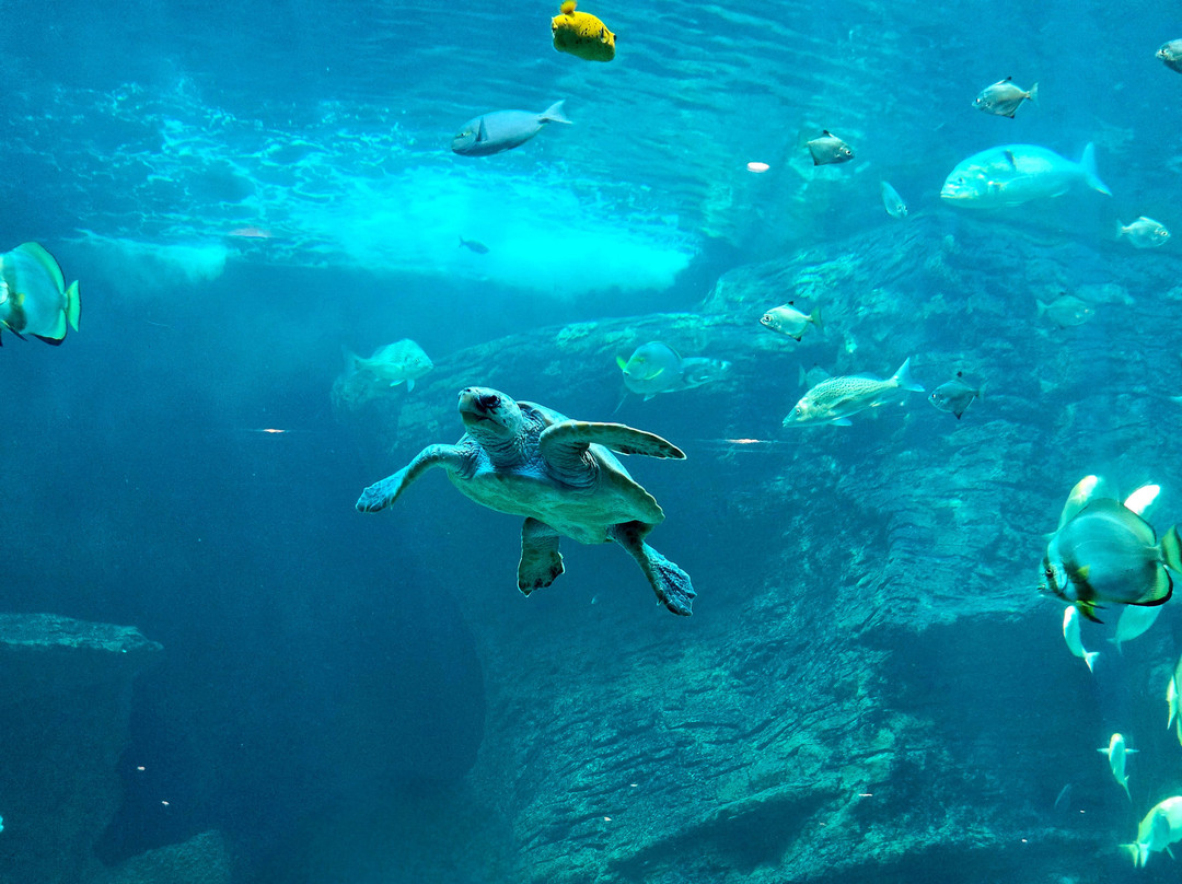 Two Oceans Aquarium-开普敦中心区必去景点