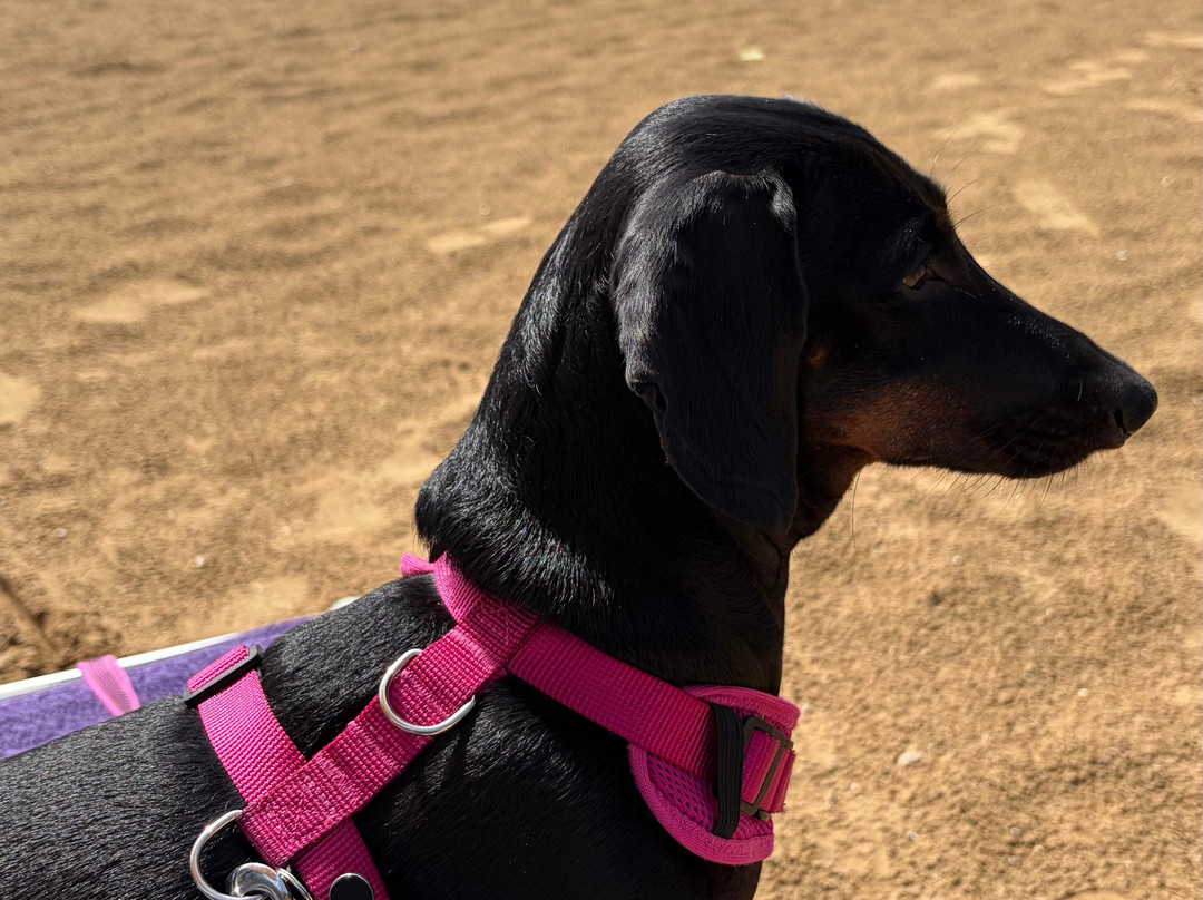 博里瓦奇皮奈塔饭店主图