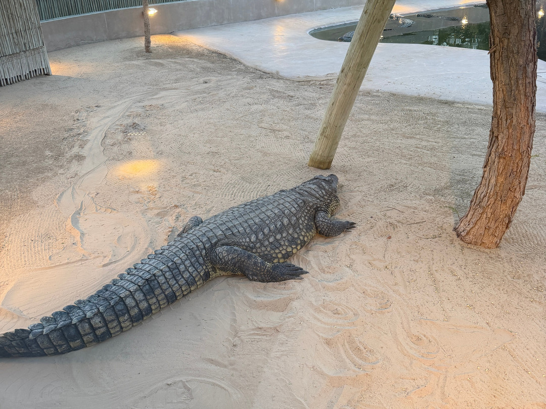 Dubai Crocodile Park-迪拜必去景点
