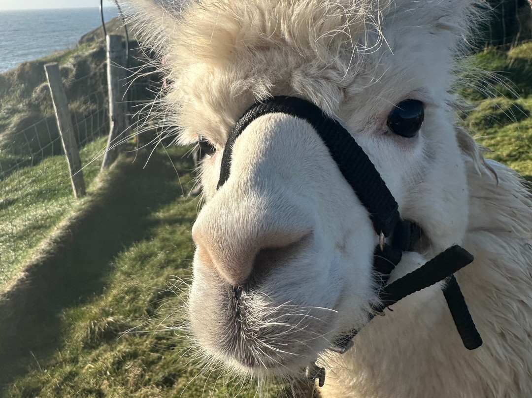 Portally Alpaca Trail-Dunmore East必去景点