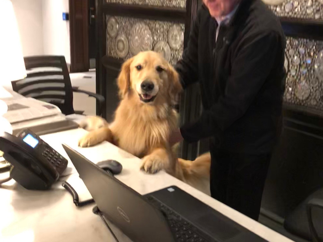 The Adelphi Hotel主图