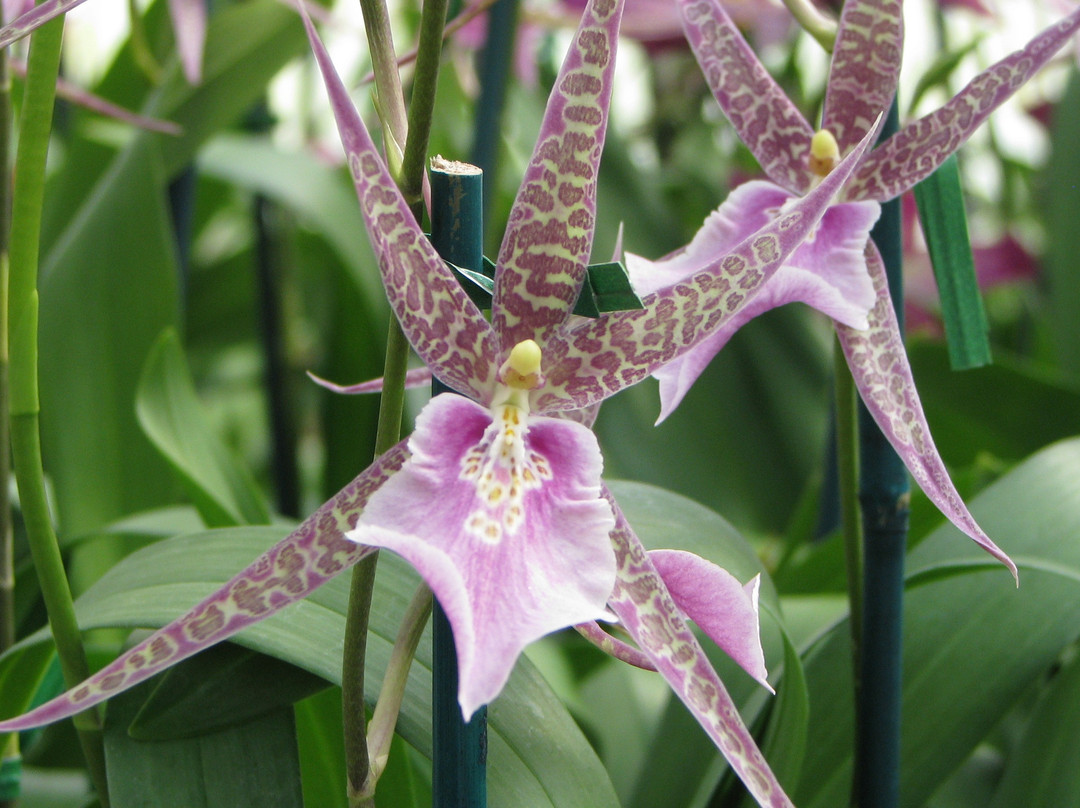 Seagrove Orchids-Seagrove必去景点